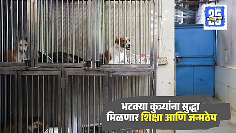 Prayagraj Stray Dogs Issue