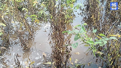 Pangari reels under heavy rainfall; crops destroyed and 20,000 poultry dead.