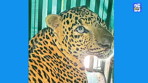 "Forest officials rescuing a leopard from a poultry shed near Ped village."