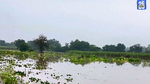 Newasa taluka battered by heavy rain; farmers and onion growers struggle after crop damage.