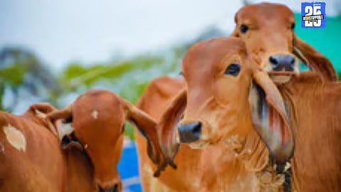 Sangola police seize 1500 kg of illegal beef and rescue 40 Jersey calves worth ₹8.80 lakh during raid.