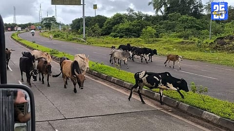 “Stray cattle blocking traffic in Rajapur; citizens demand strict action to prevent accidents and chaos.”