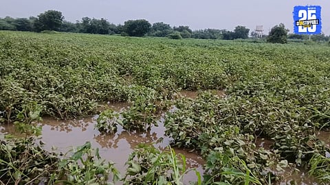 Heavy Rains Destroy Cotton Crops in Gevrai