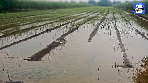 “Excess rain batters Solapur – Crops on 1.33 lakh hectares damaged, 1.54 lakh farmers hit.”