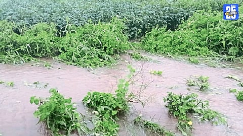 Crop Damage