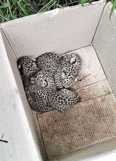 ओतूर वनविभागाकडून पाच बछड्यांना जीवदान