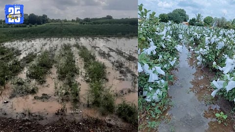 mangalwedha kharp crop in rain underwater