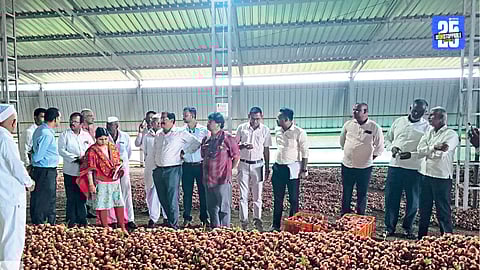 onion cultivation
