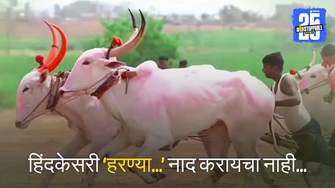 Haranya Bull Story