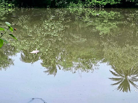 घातक कचऱ्यामुळे माशांचा मृत्यू