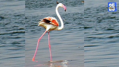 Mayani birds struggle as conservation funds remain blocked; wet nests highlight four years of neglect.