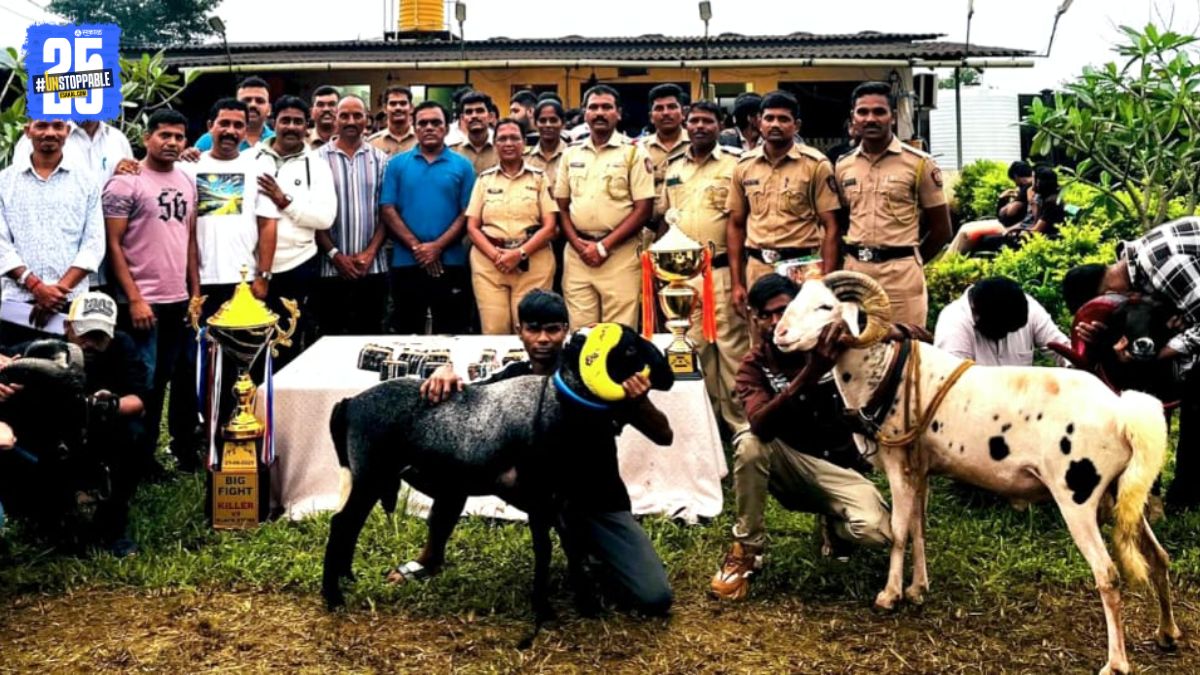 Sheep fight in sudhagad