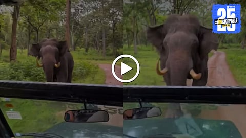Elephant Attacks Safari Jeep 