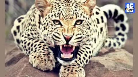 Villagers and officials assessing the site after a fatal leopard attack in Solapur district.