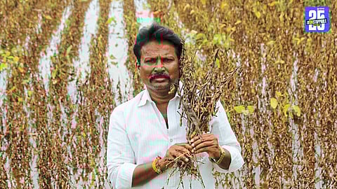 Damaged crops in Solapur after heavy rains, leaving farmers worried about loan repayments.