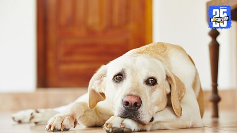 Cruelty Against Pet Dog in Mumbai’s JJ Marg