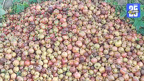 Kharif and Fruit Crops