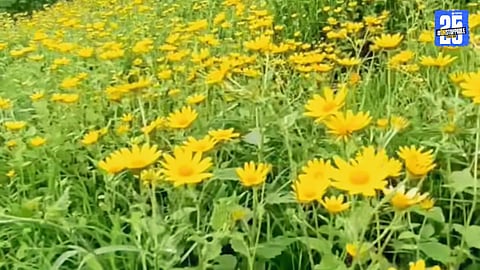 Harishchandragad Dazzles with Saptarangi Flower Festival,