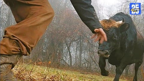 bullock attack on youth