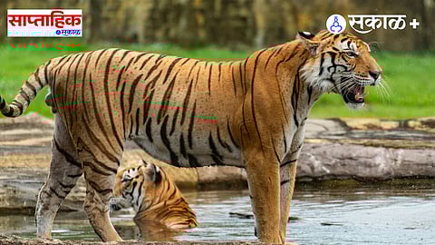 Madhya Pradesh forest tourism itinerary Tadoba Pench Satpura

