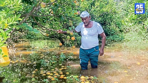 Karanji orchards hit by heavy rains – fruits and leaves falling, farmers fear total loss."