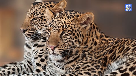 Leopard Conservation