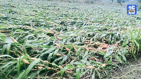 crop damage