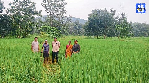 Rain Damages Crops