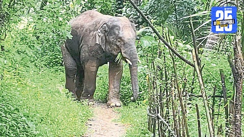 Omkar Elephant