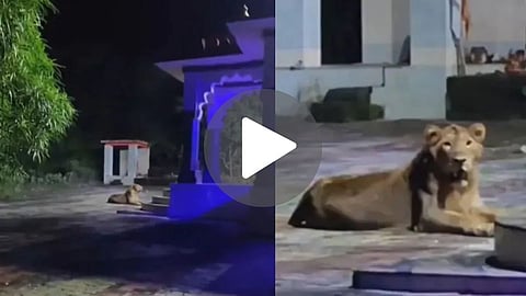 A rare scene of a lioness guarding the Goddess Temple during Navratri festival.