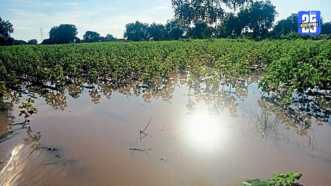 Shindkheda rain damage