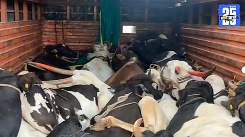 "Illegal Cattle Transport Caught in Barshi: 30 Cow Calves & Others Found Dead"