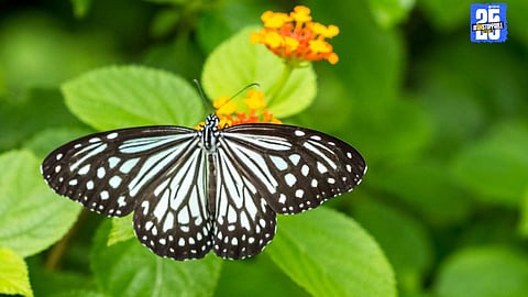 Colorful butterflies fluttering freely in Raigad ahead of the September Butterfly Festival.
