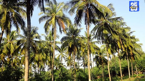 A Kalpavriksha symbolizing abundance, but the owner still faces losses due to poor decisions.