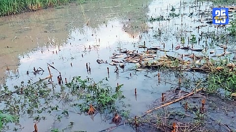Heavy rainfall damages crops in nashik