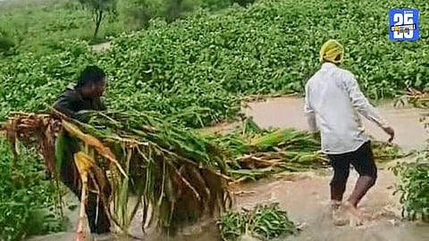 Heavy monsoon rains flood Ahilyanagar and surrounding villages; crops and cattle suffer severe losses.