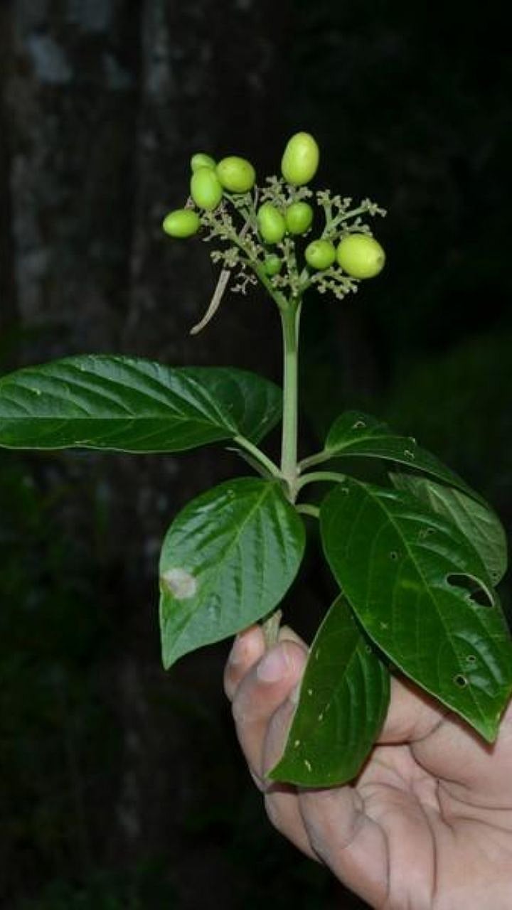 नरक्या वनस्पती खरंच कॅन्सर बरा करते का? | Narkya Plant, Cancer Cure ...