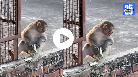 Viral Video: महिलेच्या पर्समधून १० हजार पळवले अन् छतावर जाऊन बसले माकड; पैसे परत मिळण्यासाठी उपयोगी आली अनोखी आयडिया, पाहा व्हिडिओ