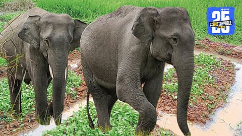 Omkar Elephant