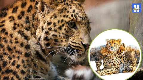 Cheetah Conservation