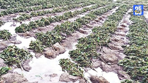 Heavy rainfall damages crops in Nashik