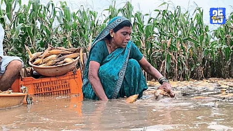 Crop Damage in Yeola 