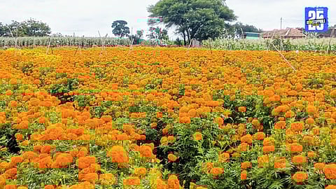 “Marigold supply dips due to rain damage; prices shoot up as Dussehra nears.”