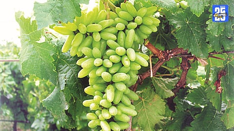 “Heavy rainfall damages vineyards in Sangli; grape farmers demand revised crop loss criteria and urgent surveys.”