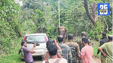 Omkar Elephant/ ओंकार हत्ती