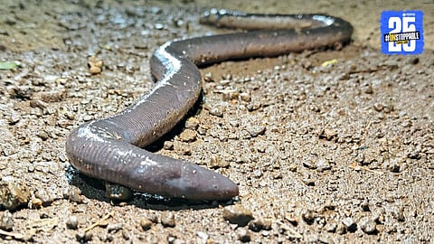 Bombay Caecilian 