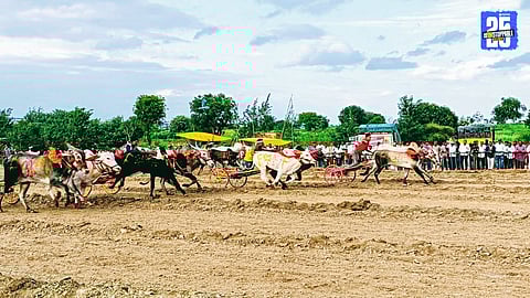 Babya Don and Spider steal the spotlight at Satoba Kesari as 400+ bullock carts participate at Takewadi grounds.”