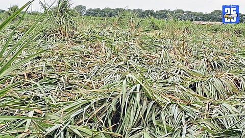 “Heavy rains flatten sugarcane fields in Khadkewake; helpless farmers watch their dreams shatter.”