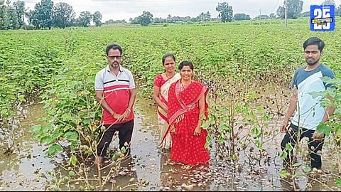 Cotton fields submerged in water for over a week in Solapur, affecting farmers’ livelihood.