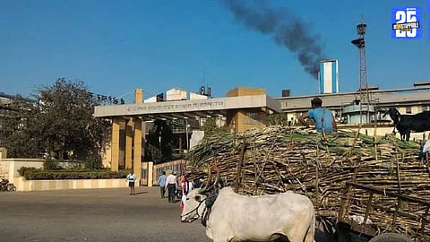 Post-Diwali sugarcane crushing season brings relief for farmers, cane cutters, and sugar mills in Maharashtra.